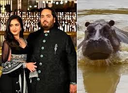 Heredero de la mayor fortuna de Asia ofrece salvar a los hipopótamos de Escobar que Colombia planea sacrificar